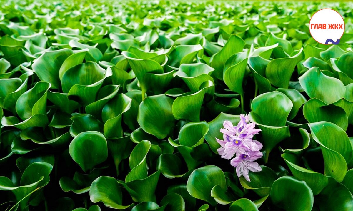 Эйхорния против загрязнений: в Москве высадят 5 тысяч тропических растений для очистки воды
