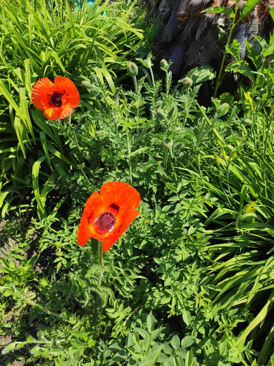 Хожу, срываю одуванчики и любуюсь.