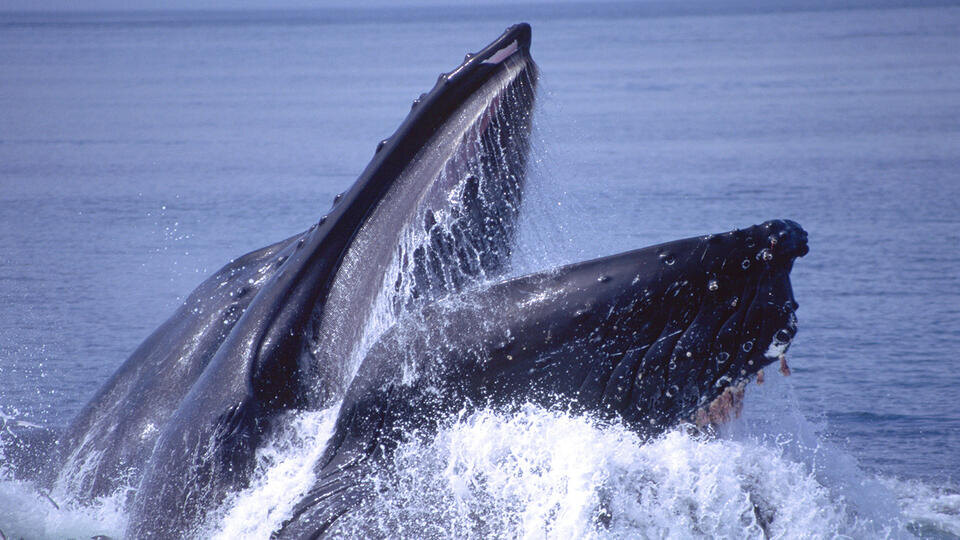 Фото: © www.globallookpress.com/David Northcott/David Northcott/DanitaDelimont