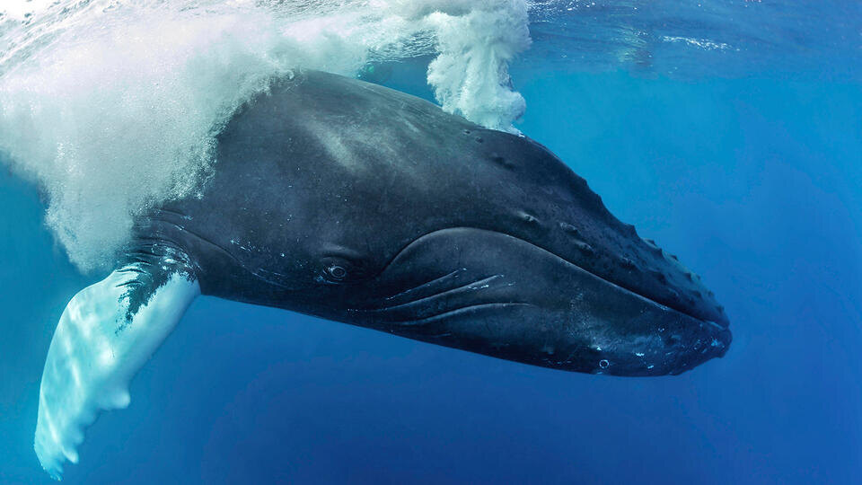 Фото: © www.globallookpress.com/Michael Weberberger/imageBROKER.com