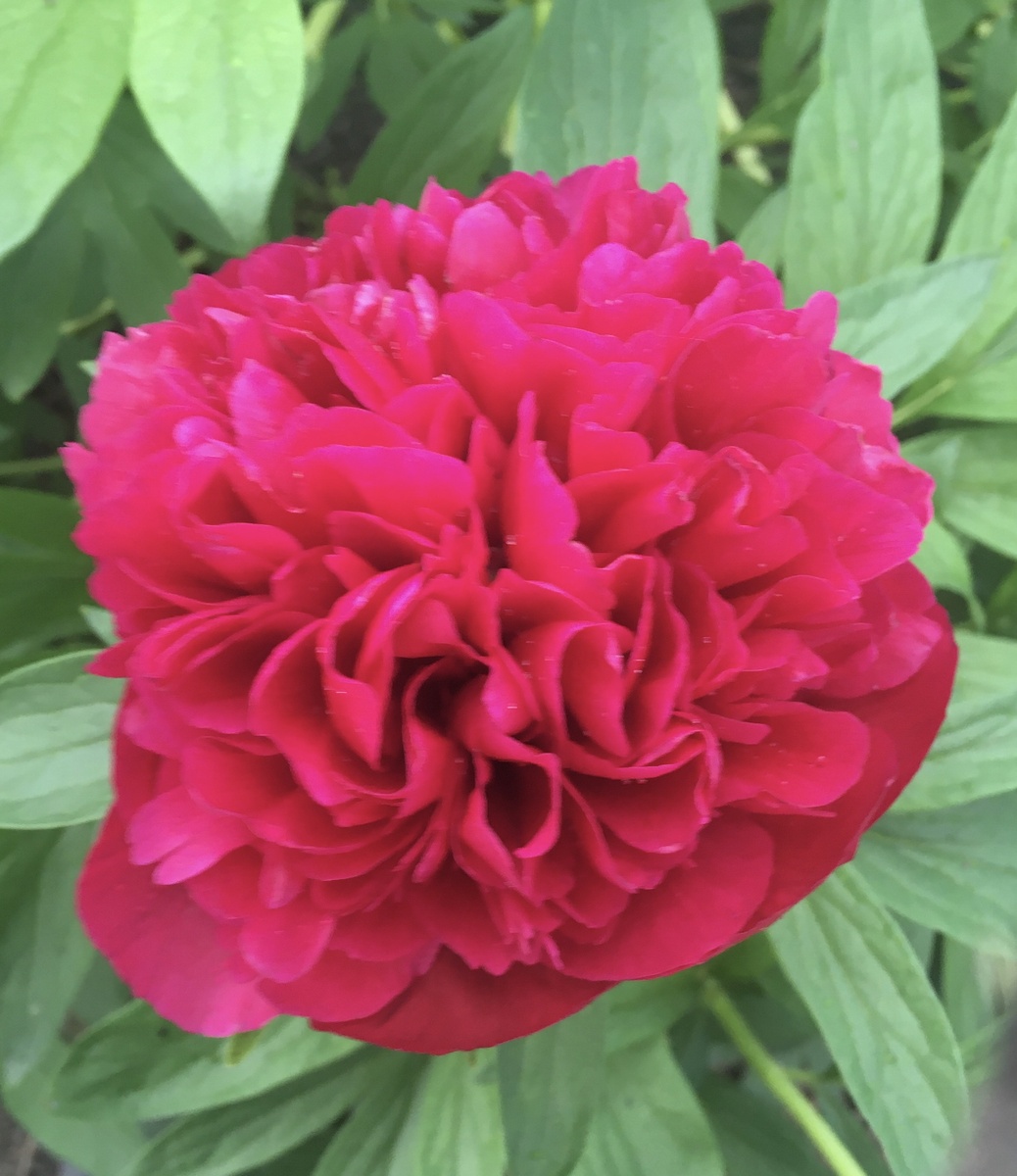 Для вас из моего сада ❤️