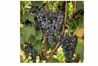 Рисунок 1 – Сорт Дмитрий (авторское фото, 2024)