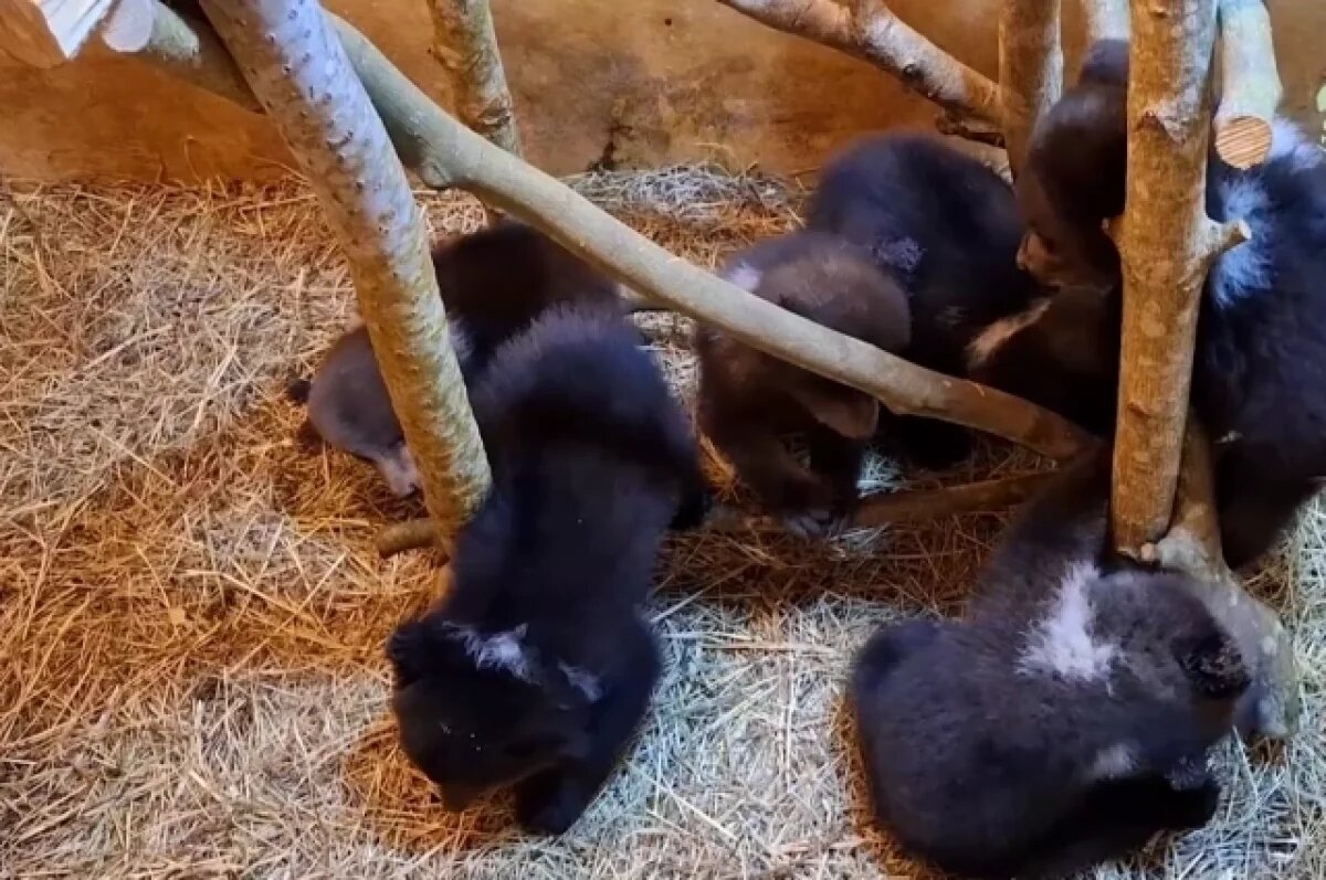    Трех медвежат перевозят из Якутии в центр спасения животных во Владивостоке