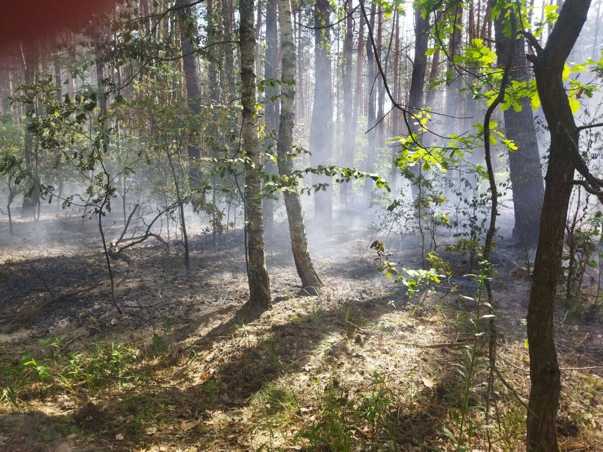    В курском урочище Толмачевское болото произошел пожар