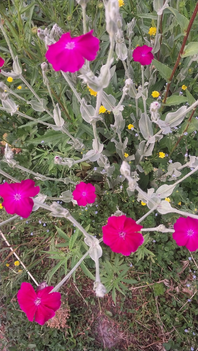 Лихнис корончатый 