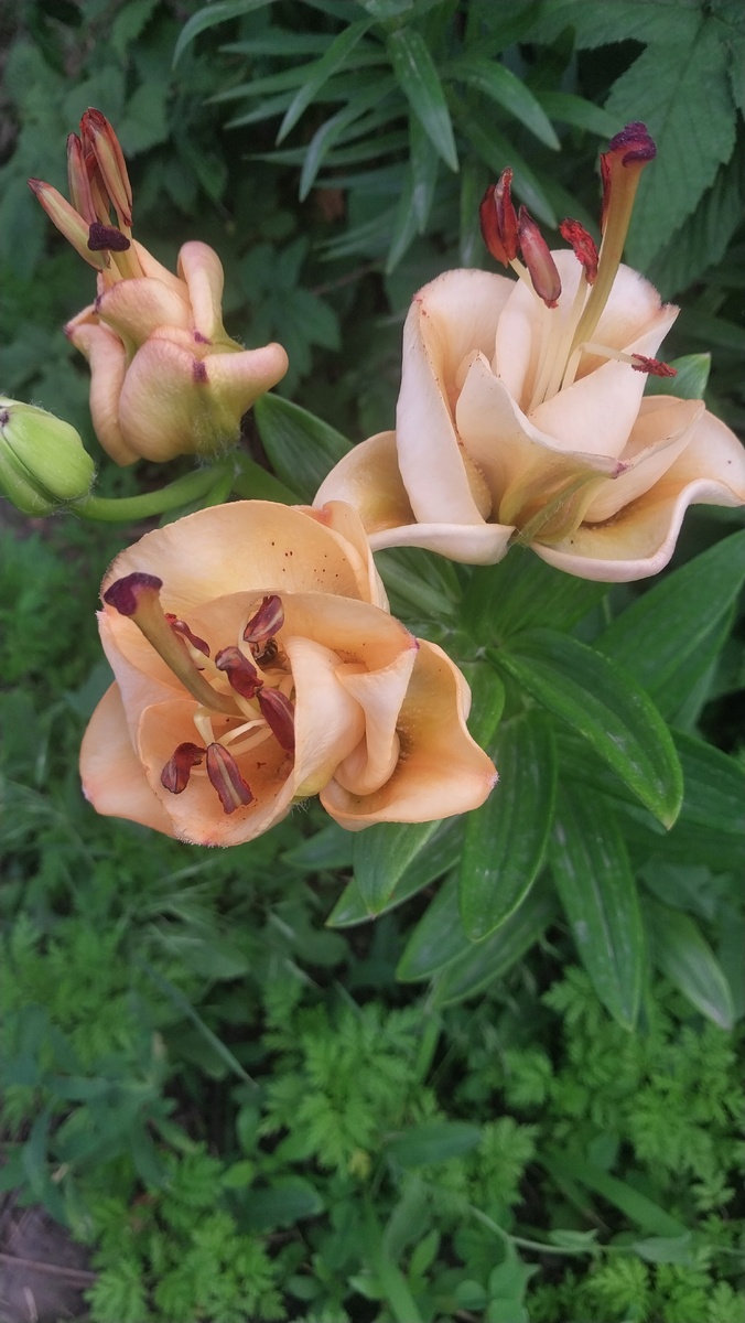 Сорт  Эприкот Фуджи