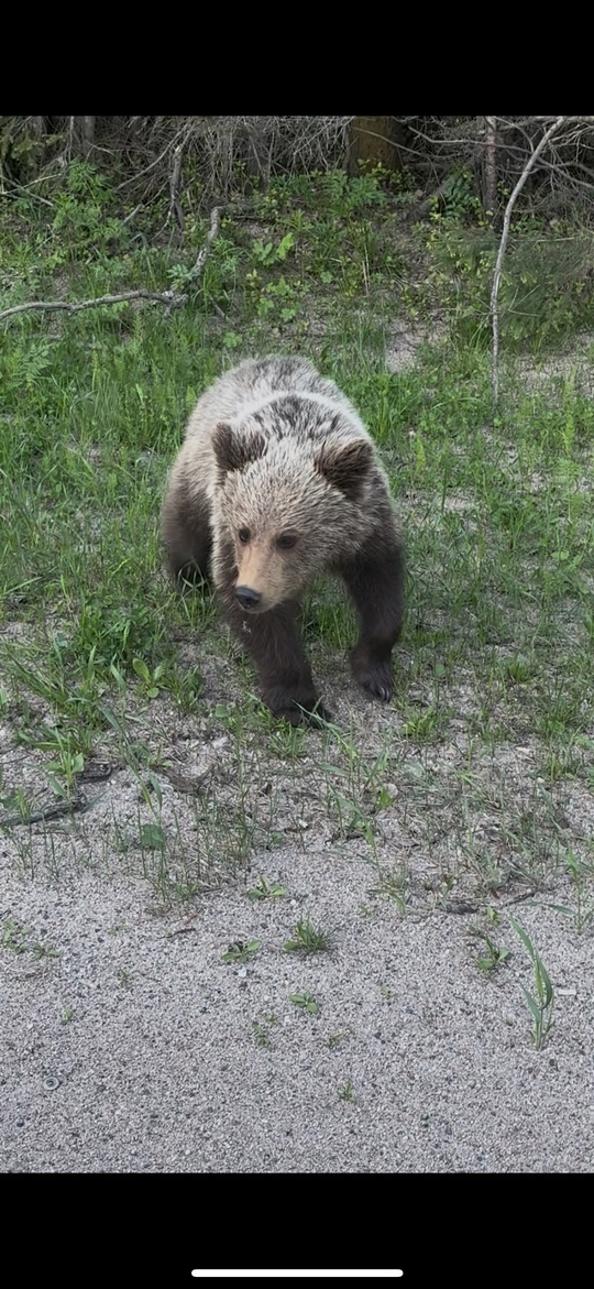    Медвежонок скитается у трассы в Беломорском округе