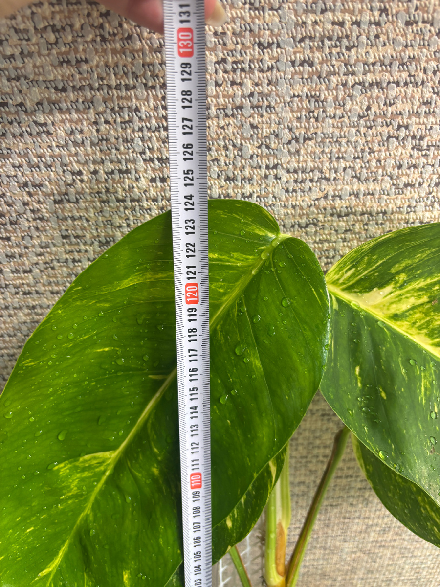 Высота растения на тотеме.