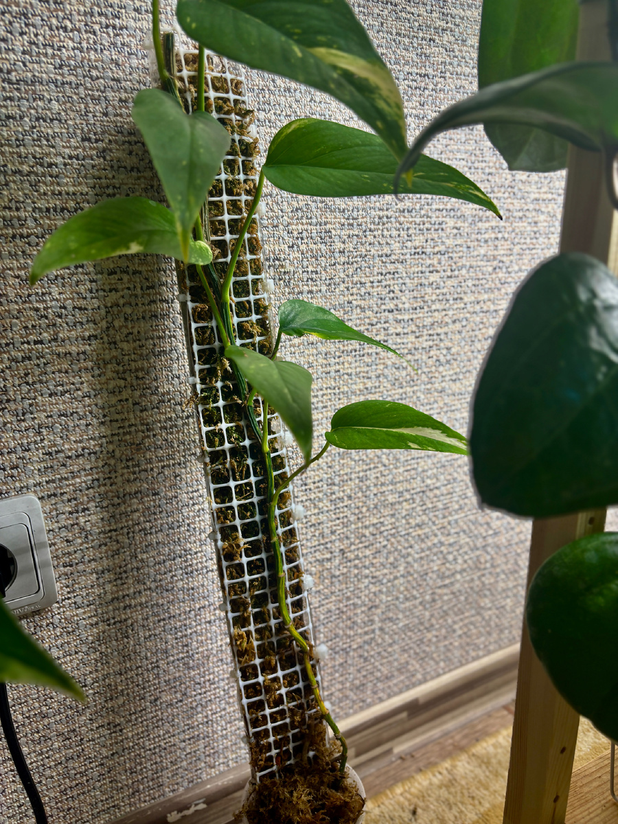 Нижних листьев уже нет, и их внешний вид оставляет желать лучшего.