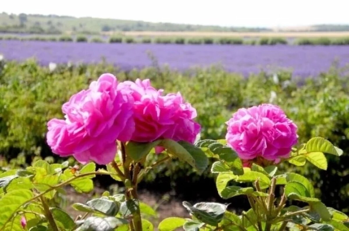    На плантацию - к четырем утра.