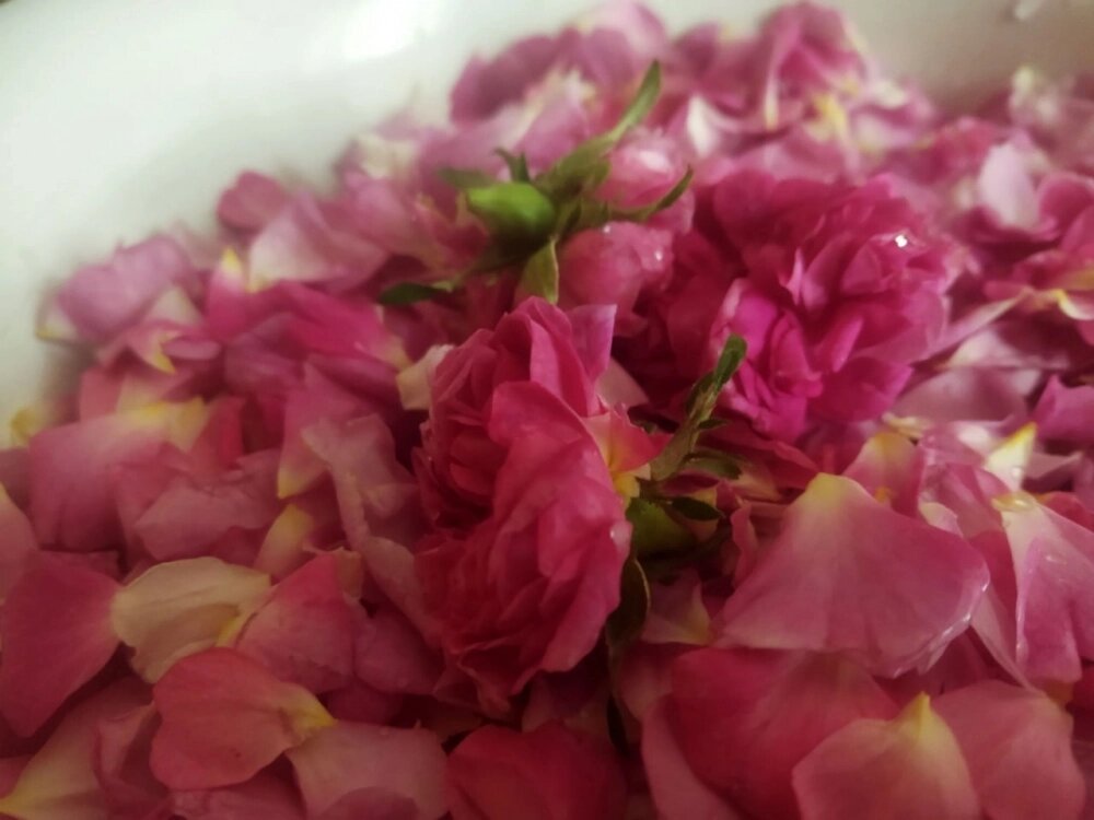    Эфиромасличная роза. Фото: АиФ-Крым/ Наталья Дремова