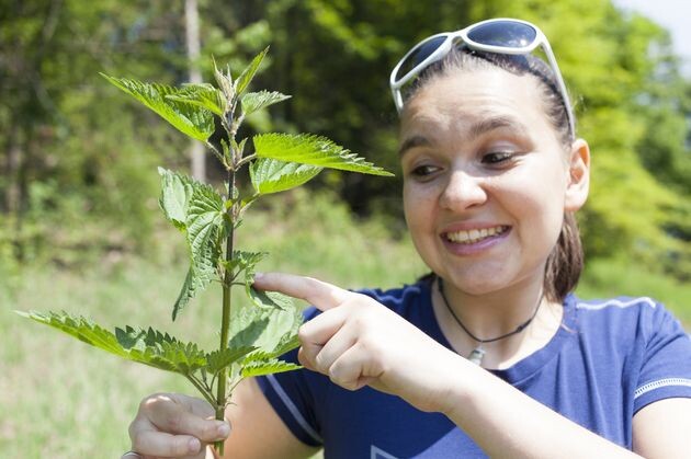 Настои крапивы применяют для разных целей.