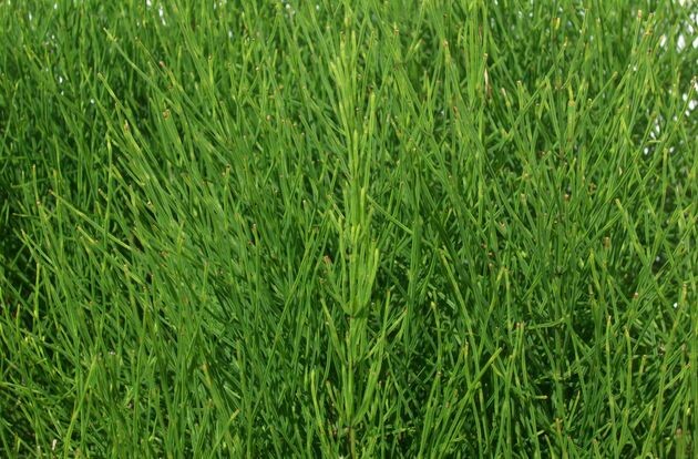 хвощ отличается высоким содержанием кремния и серы