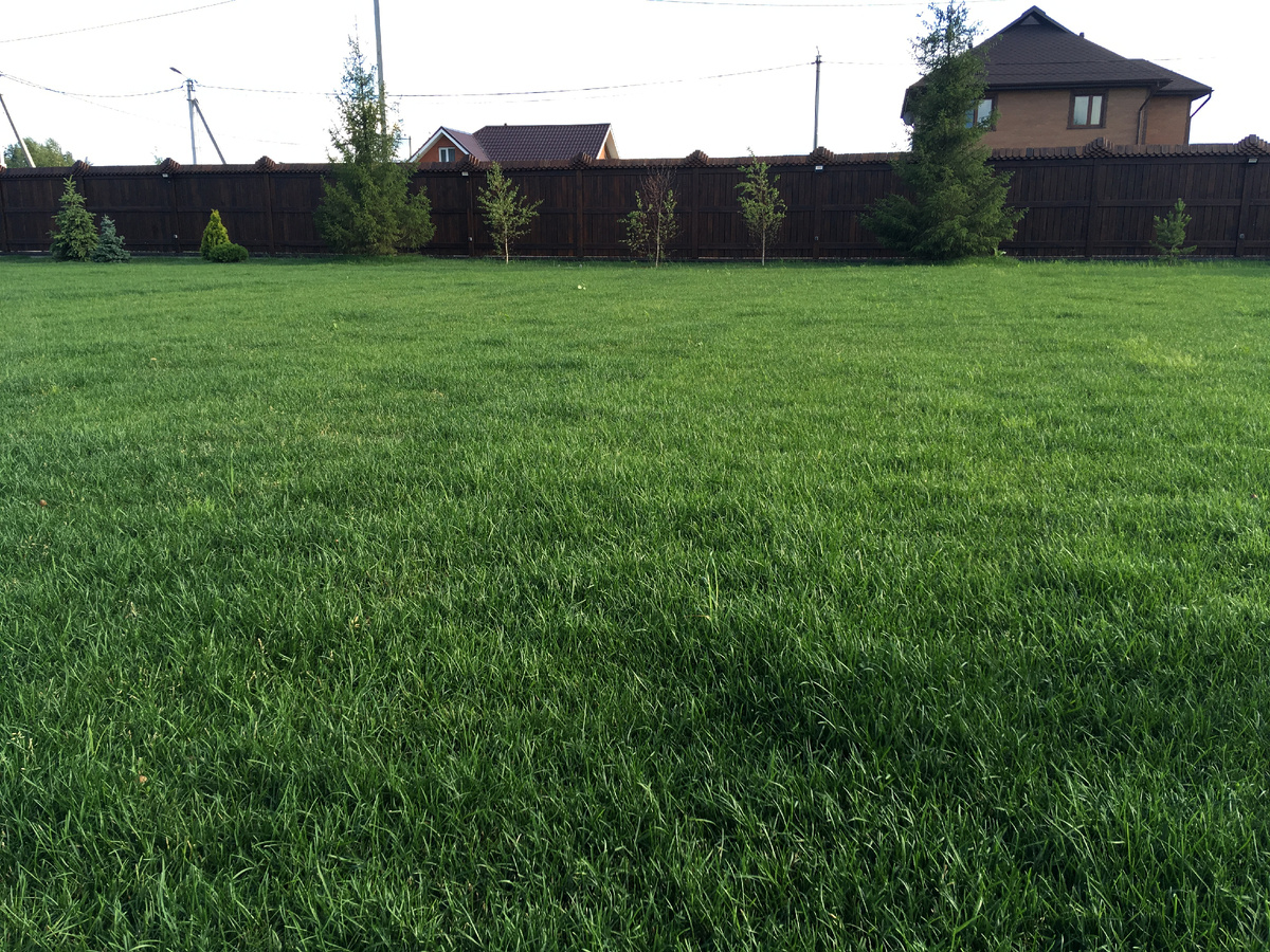 Наша работа - укладка рулонного газона на 2300 м2, Ногинск