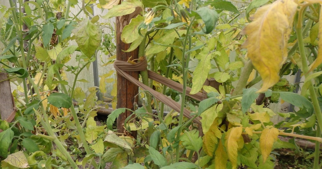 Фитофтороз в теплице: как с ним бороться?