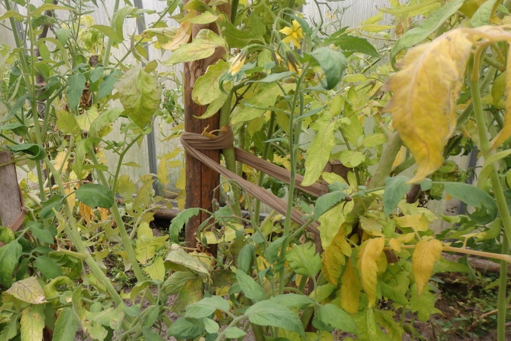  Фитофтороз в теплице