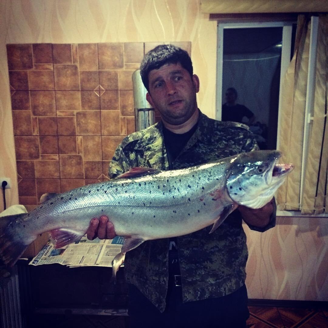 Черноморская кумжа.