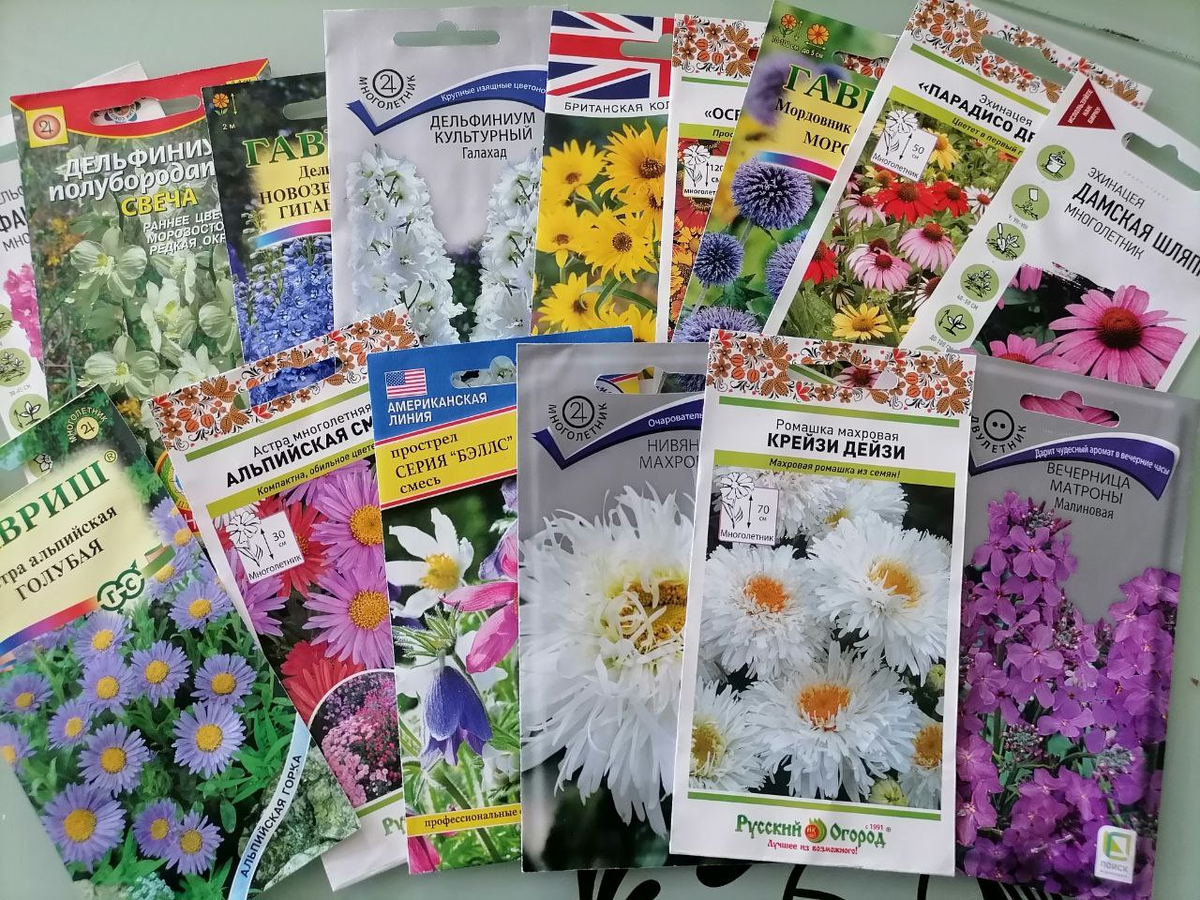 Эти цветы буду сажать в июне, фото автора