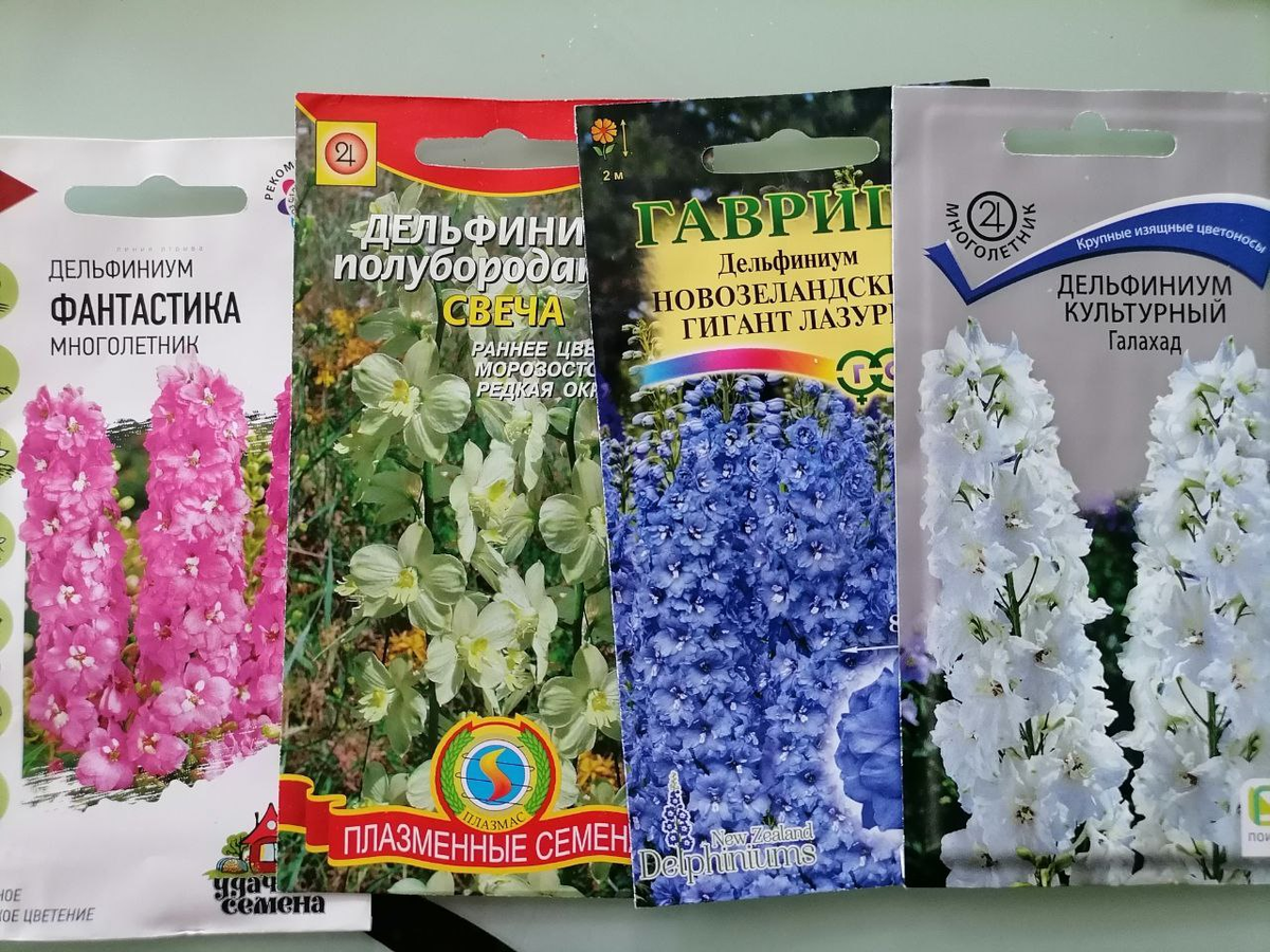 Дельфиниумы сею в июне не впервые