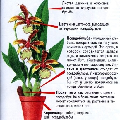 Симподиальные – после образования верхней почки стебель больше не увеличивается, а сбоку появляются новые ростки, образуя боковые соцветия. Стебель внизу утолщенный. Такое утолщение специалисты называют псевдобульбой.