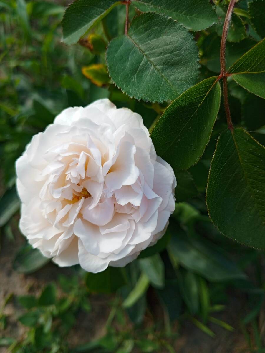 Красавица Винчестер Кафидрал, с тонким ароматом.