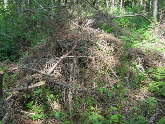 Кучу сучьев надо разгрести на сельхозземле в Тверской области