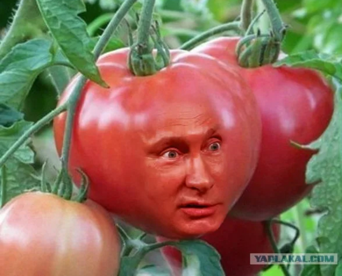 Фото из открытого доступа