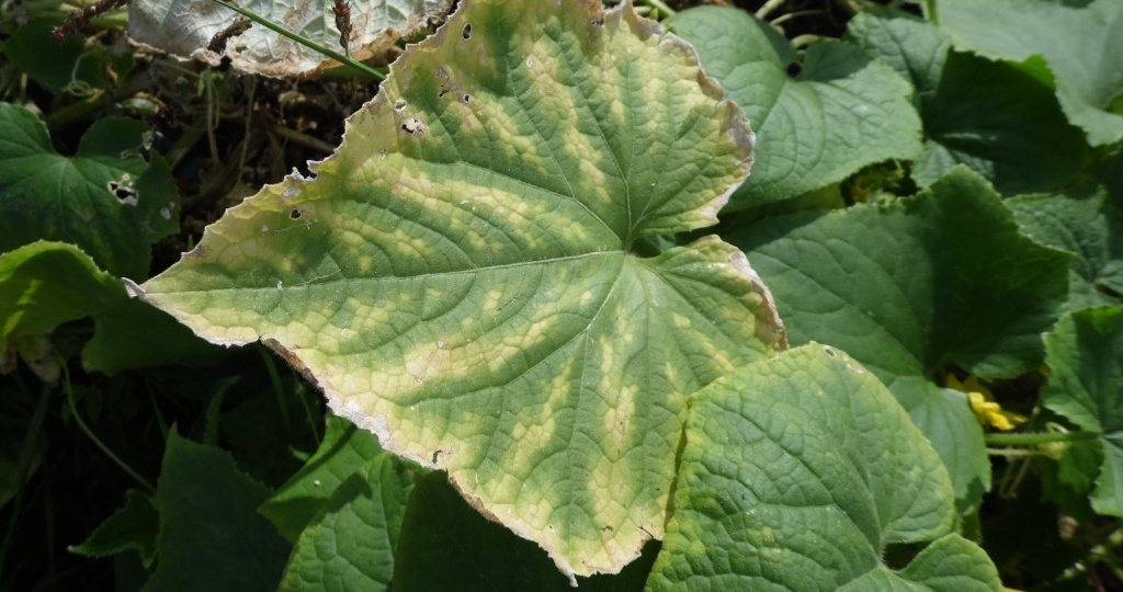 Пероноспороз и как с ним бороться