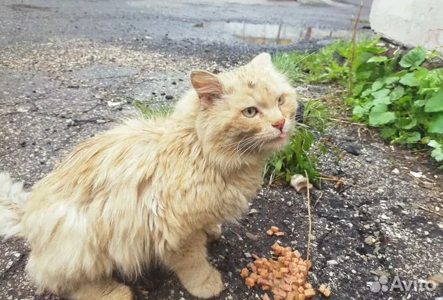    Спустя полмесяца Левушка смог найти любящую семью