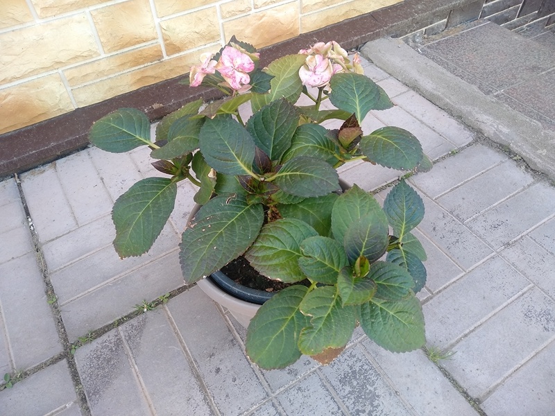 Крупнолистная гортензия «Тиффани пурпл» прибавила за месяц в объёме