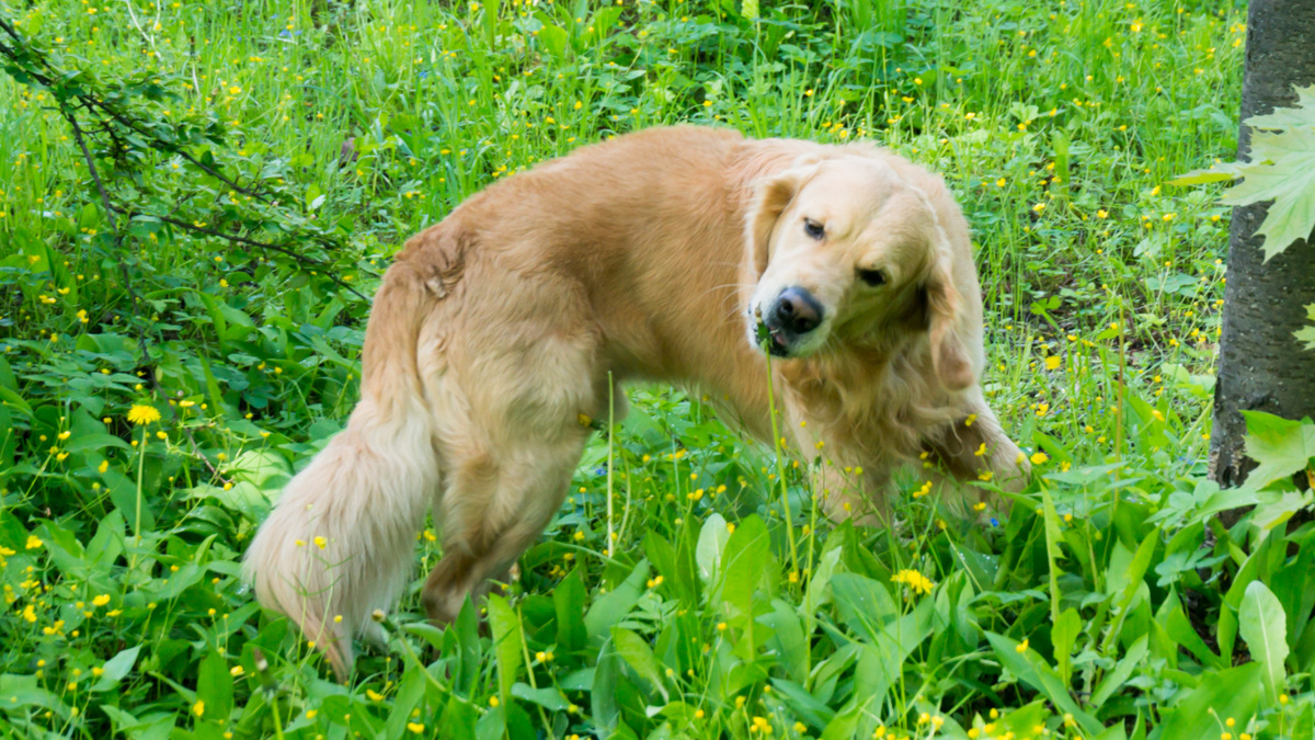Ничего удивительного: когда желудок болит, и не такую гадость съешь. Фото @kinologsmirnov.ru