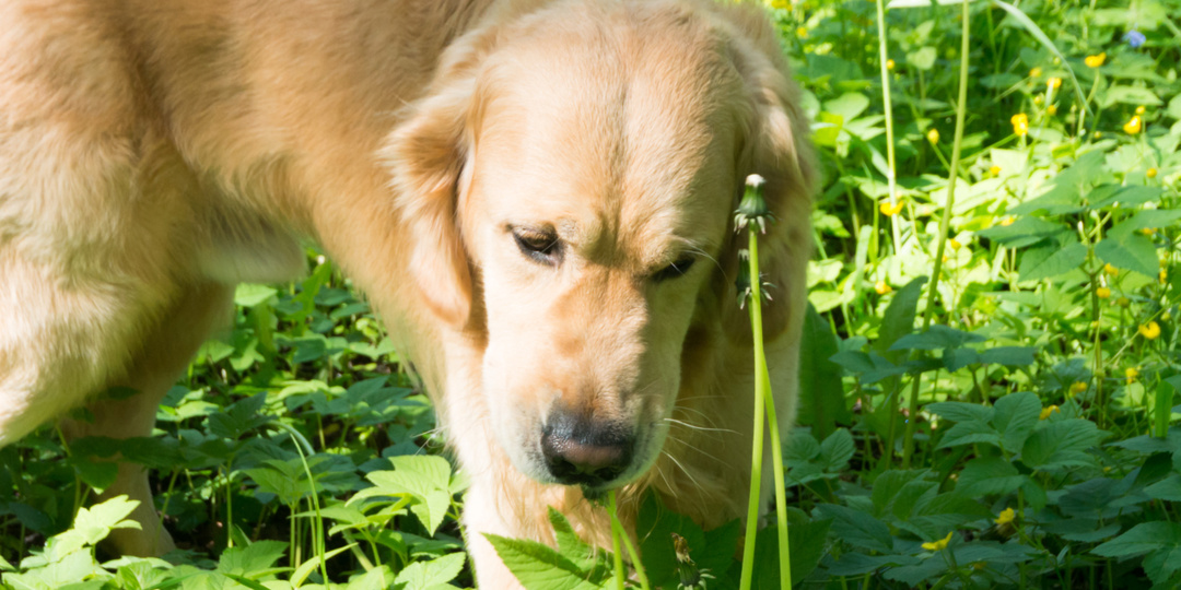 Зачем собаки едят одуванчики?