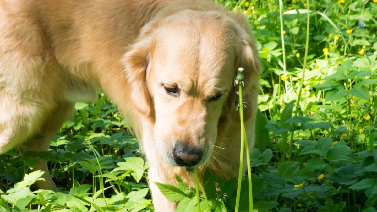 Одуванчики, в отличие от осоки, нужны собакам не только для того, чтобы стимулировать рвотный рефлекс. Фото @kinologsmirnov.ru