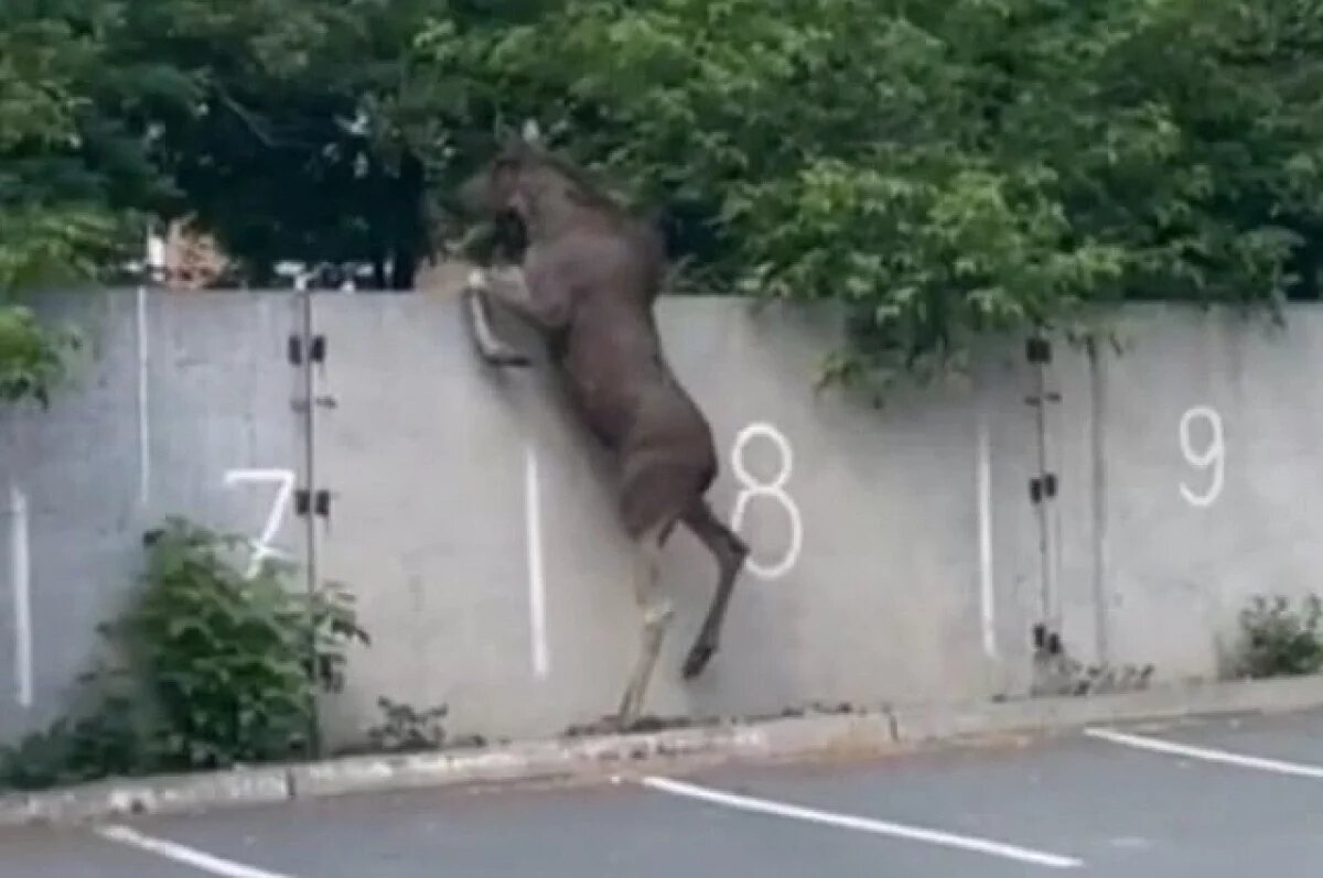    Лосенка, заплутавшего в центре Екатеринбурга, поймали и увезли в лес