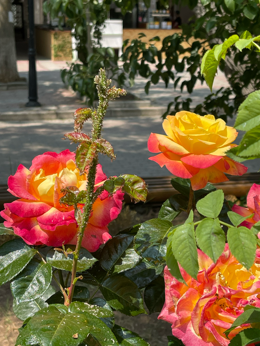 Розы в городе цветут везде, аромат потрясающий