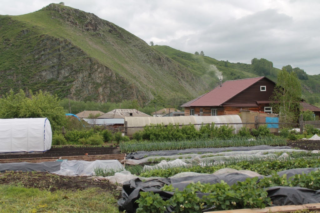  Конец мая на Алтае. Снег и ночные заморозки сразу после 40-градусной жары. Интересно, каким будет лето?