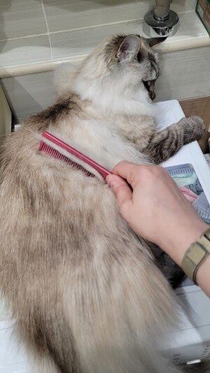 Обычная расческа, а поди ж ты! Любимая...