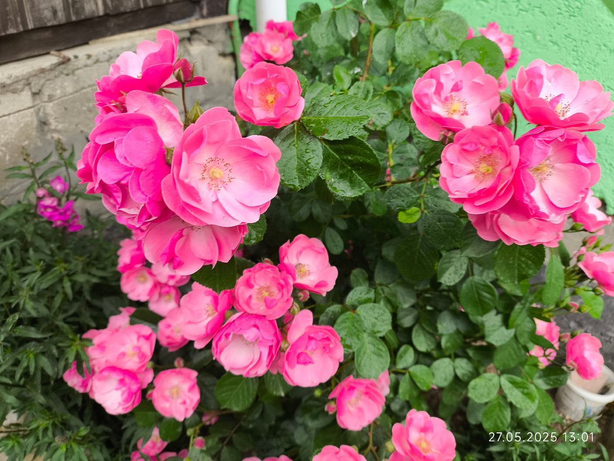 Роза Ангела, а я ждала, что это будет Ночная сова 😂