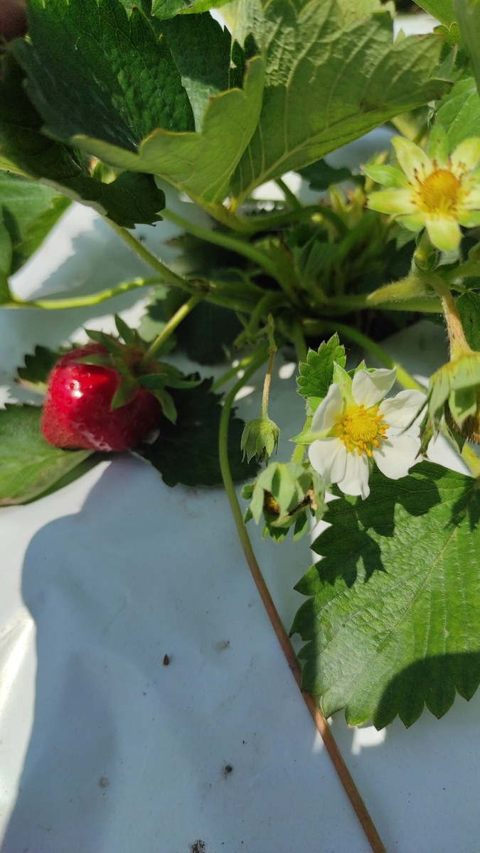 Клубника Клери