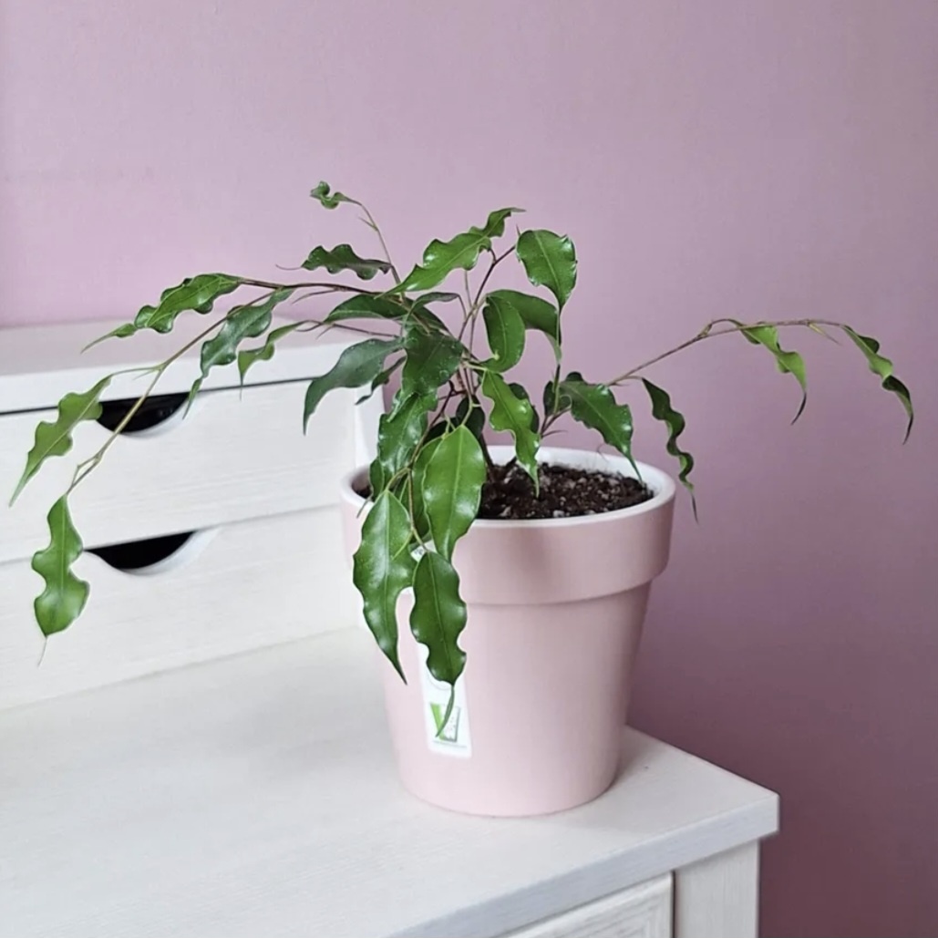 Фото автора. Листья Фикуса Бенджамина Exotica имеют более длинную форму, они ярко-зелёного цвета с выраженной волнистостью листьев.