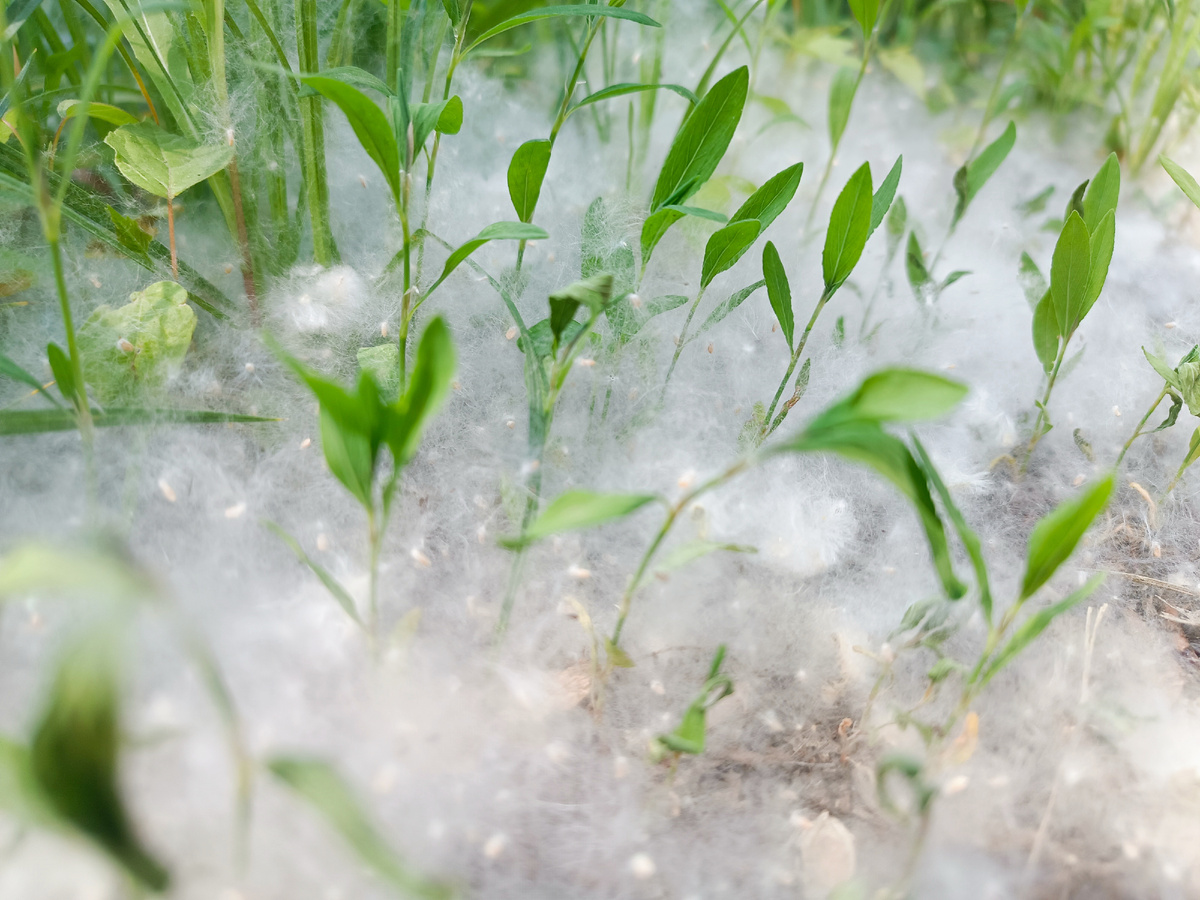 " Тополиный пух, гроза,Белые хлопья снега.И любовь к тебе пришла.Этим снежным летом, летом... "