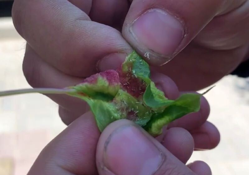 Фото: скриншот видео