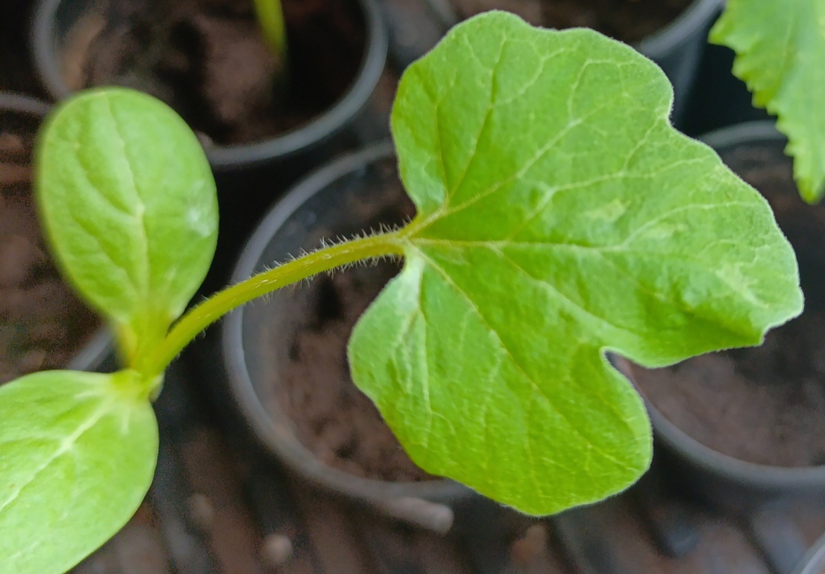 Рассада арбуза, сорт "Огонек"