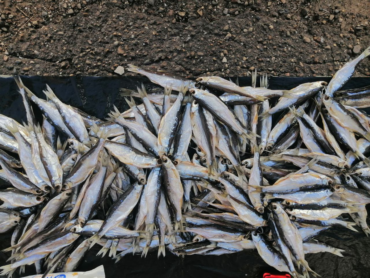 Сушеная щеклея - местный деликатес