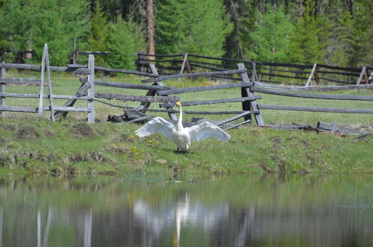 Фото: Тункинский нацпарк