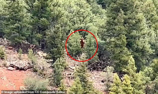 24 мая команда рафтинг-туристов из Colorado River Expedition спускалась по верховьям реки Колорадо, когда они высадились на берег, чтобы сделать перерыв, и заметили в лесу крупное существо.