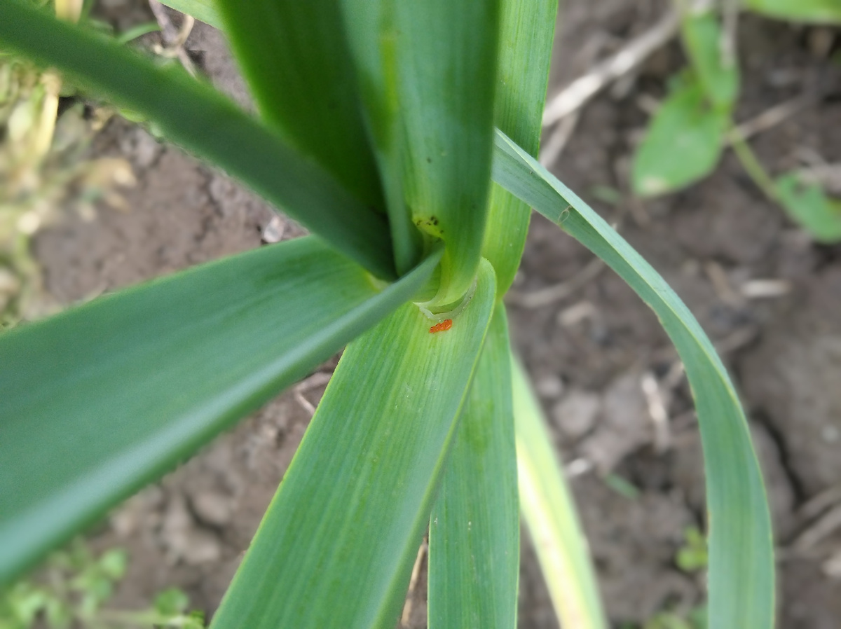 Личинки луковой трещалки (не уверена,что только её)