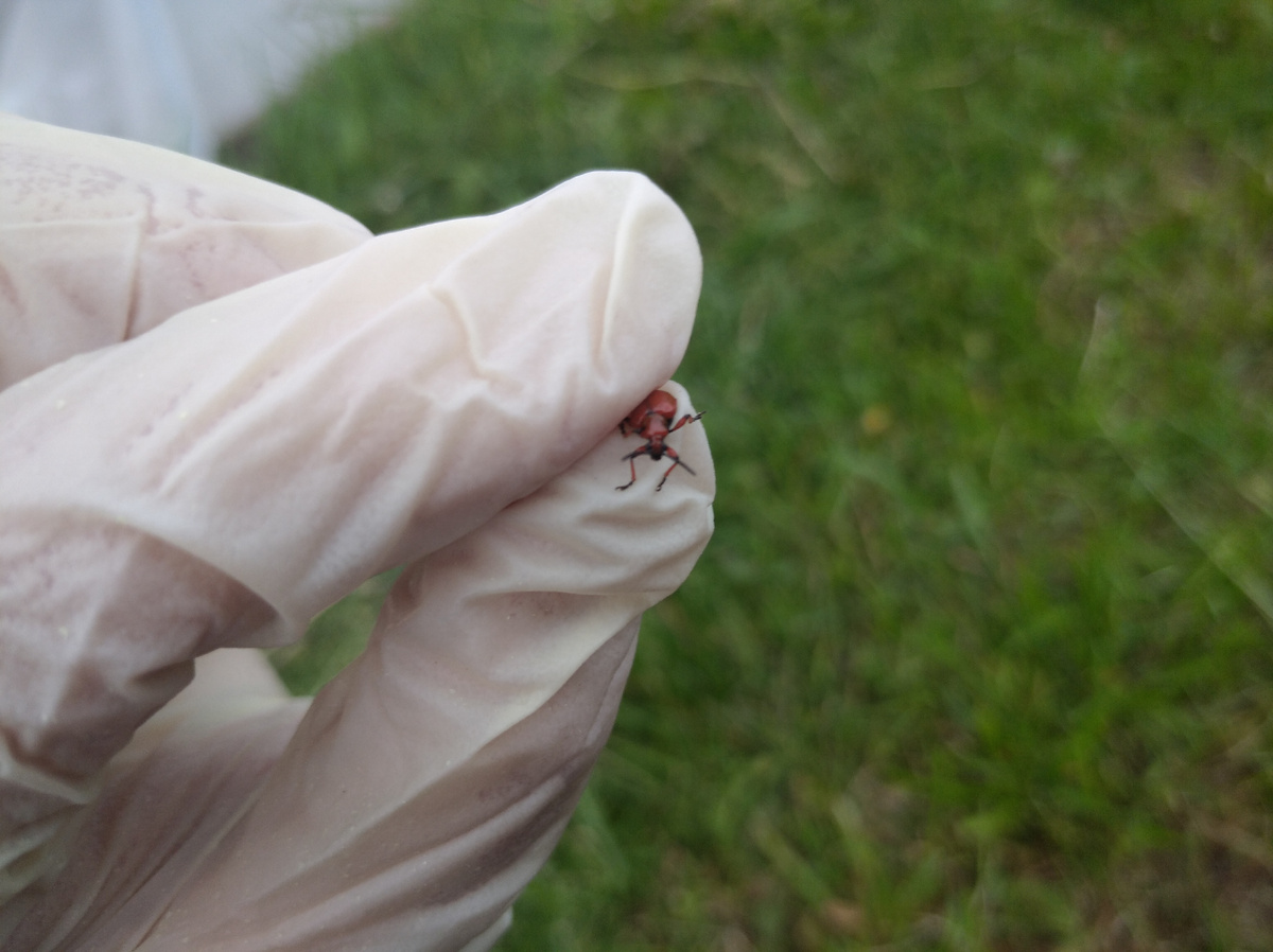 Попалась, которая кусалась