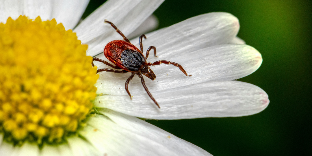 Как отпугнуть клещей без «химии»: лучшие советы лесников и егерей