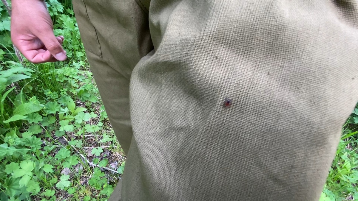 Клещ на моём друге во время нашей экспедиции в Алтайскую тайгу (расскажу про это позже).